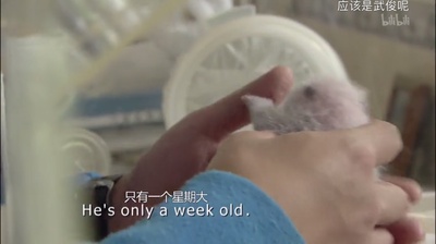 熊猫总动员剧照的剧照