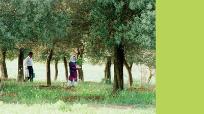 橄榄树下的情人剧照的剧照