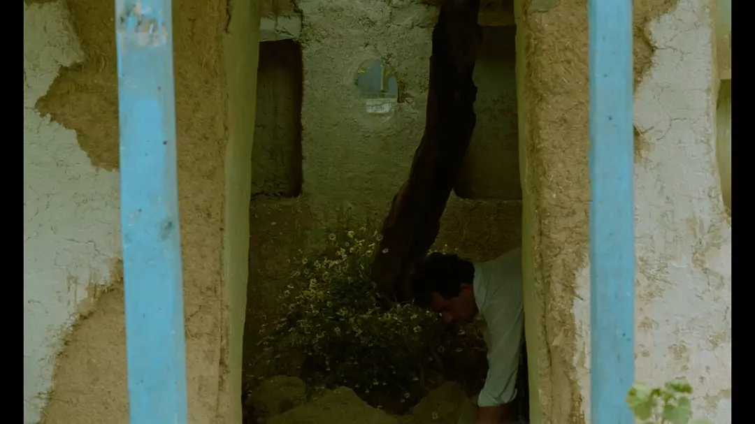 橄榄树下的情人剧照的剧照