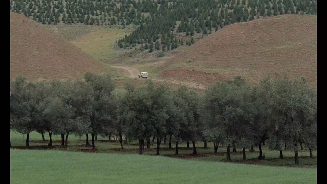 橄榄树下的情人剧照的剧照