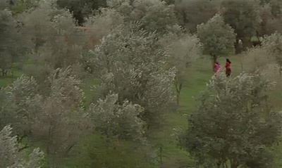 橄榄树下的情人剧照的剧照