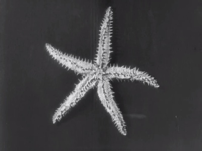 海星剧照的剧照