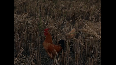 山野之歌剧照的剧照