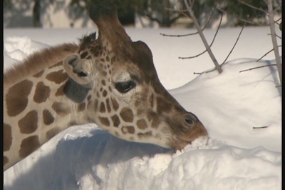 奇迹动物园2010剧照的剧照