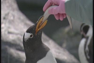 奇迹动物园2010剧照的剧照