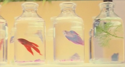 害虫剧照的剧照