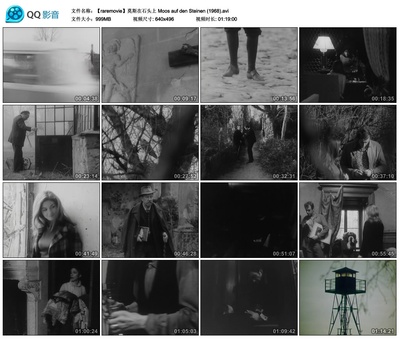 石头上的苔藓剧照的剧照