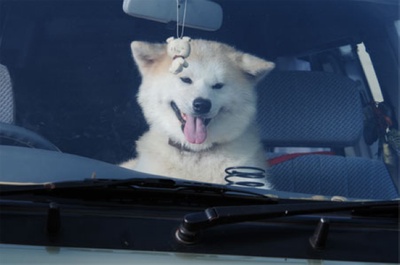 星守之犬剧照的剧照