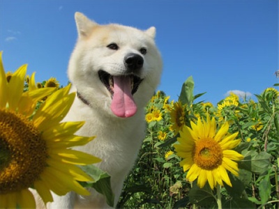 星守之犬剧照的剧照