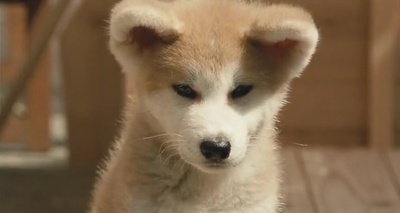 星守之犬剧照的剧照