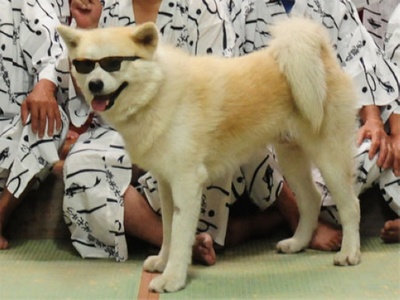 星守之犬剧照的剧照