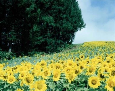雨鳟之河剧照的剧照