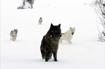 少女与狼剧照的剧照