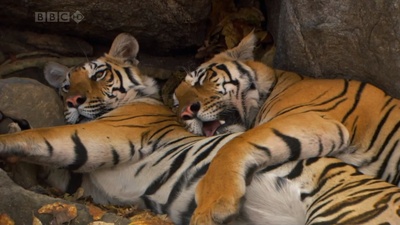 虎：丛林中窥探剧照的剧照