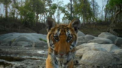 虎：丛林中窥探剧照的剧照