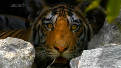 虎：丛林中窥探剧照的剧照