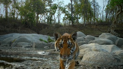 虎：丛林中窥探剧照的剧照