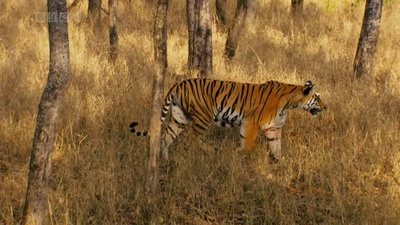 虎：丛林中窥探剧照的剧照