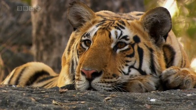 虎：丛林中窥探剧照的剧照