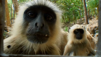 虎：丛林中窥探剧照的剧照