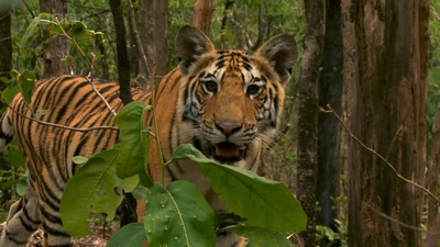 虎：丛林中窥探剧照的剧照