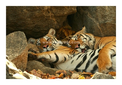 虎：丛林中窥探剧照的剧照