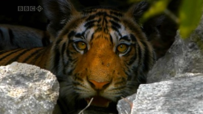 虎：丛林中窥探剧照的剧照