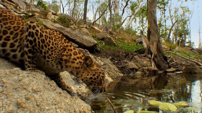 虎：丛林中窥探剧照的剧照