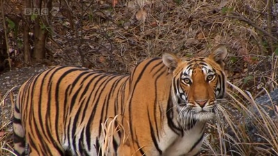 虎：丛林中窥探剧照的剧照