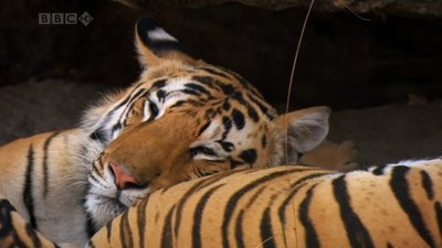 虎：丛林中窥探剧照的剧照