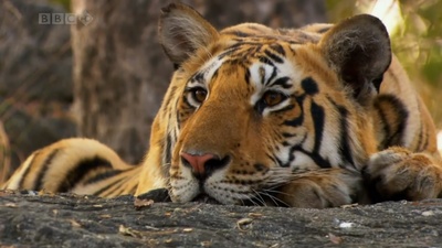 虎：丛林中窥探剧照的剧照