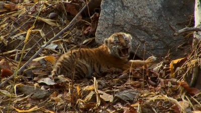 虎：丛林中窥探剧照的剧照