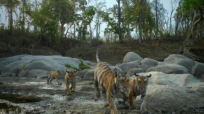 虎：丛林中窥探剧照的剧照