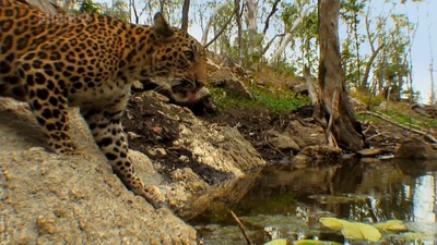 虎：丛林中窥探剧照的剧照