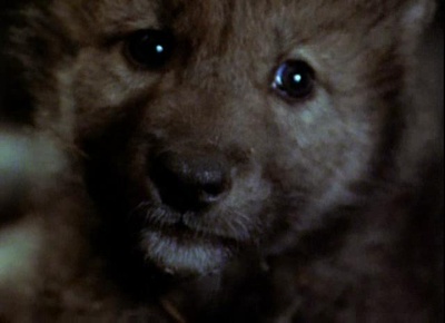 与狼同行剧照的剧照