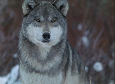 与狼同行剧照的剧照