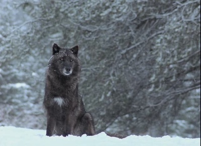 与狼同行剧照的剧照
