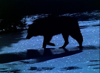 与狼同行剧照的剧照