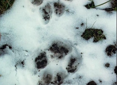 与狼同行剧照的剧照