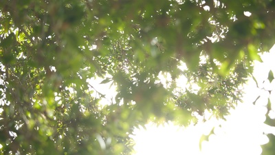 小好、小麻、佐和子剧照的剧照