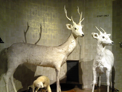 亲爱的小鹿剧照的剧照