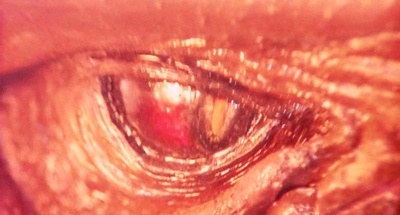 加美拉 大怪兽空中决战剧照的剧照