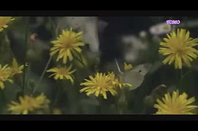 Jenifa泪石之恋剧照的剧照