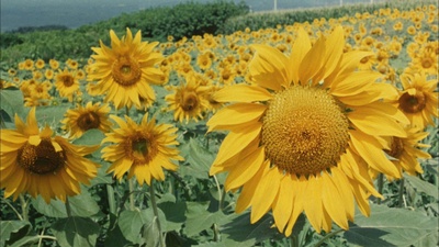 东京新爱人剧照的剧照