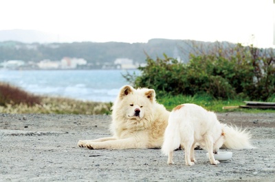 秋田犬蓬夫剧照的剧照