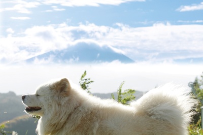 秋田犬蓬夫剧照的剧照