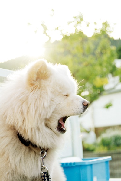 秋田犬蓬夫剧照的剧照
