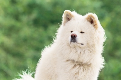 秋田犬蓬夫剧照的剧照