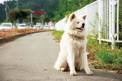 秋田犬蓬夫剧照的剧照