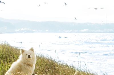 秋田犬蓬夫剧照的剧照